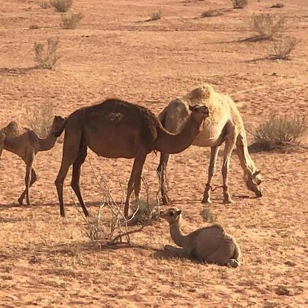 Authentic Bedouin Camp 瓦迪拉姆 外观 照片