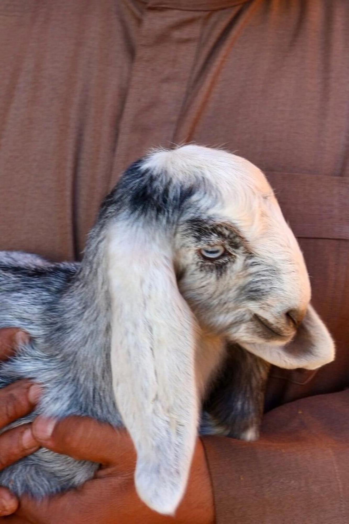 Authentic Bedouin Camp 瓦迪拉姆 外观 照片