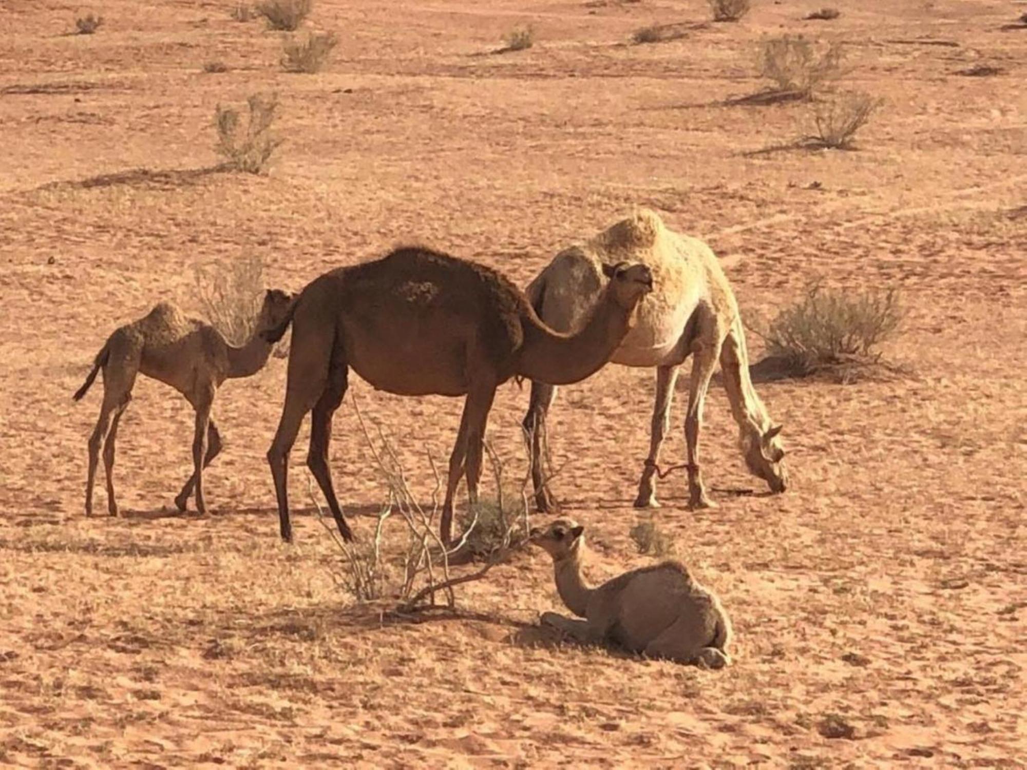 Authentic Bedouin Camp 瓦迪拉姆 外观 照片